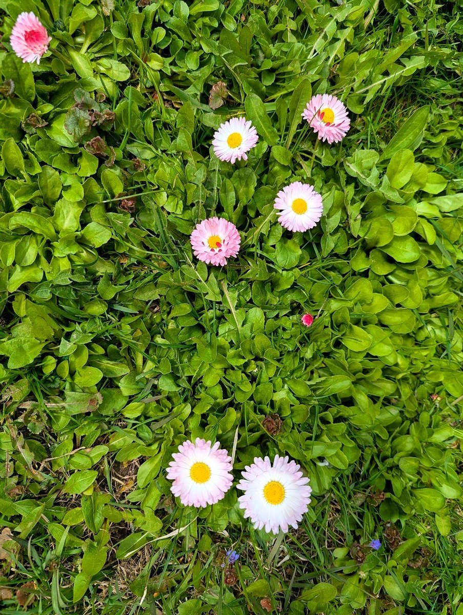 Еноторожденная tweet media