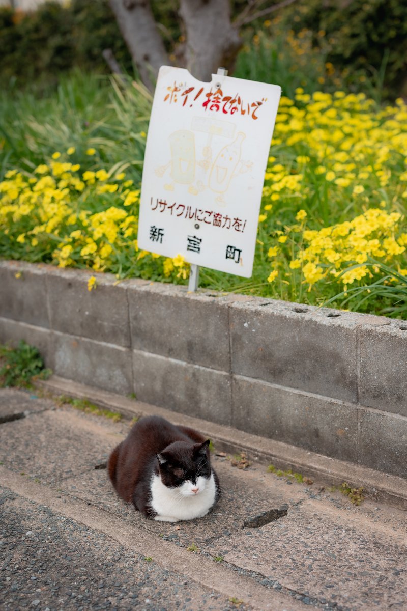 ふーてんの猫🐆 tweet media