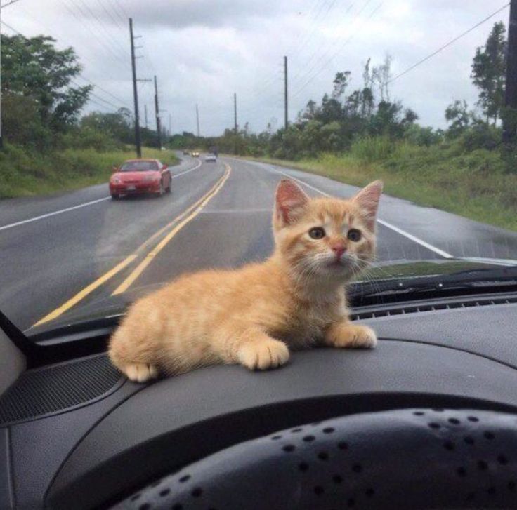 🐾 (@Tatapcr) / Posts / X