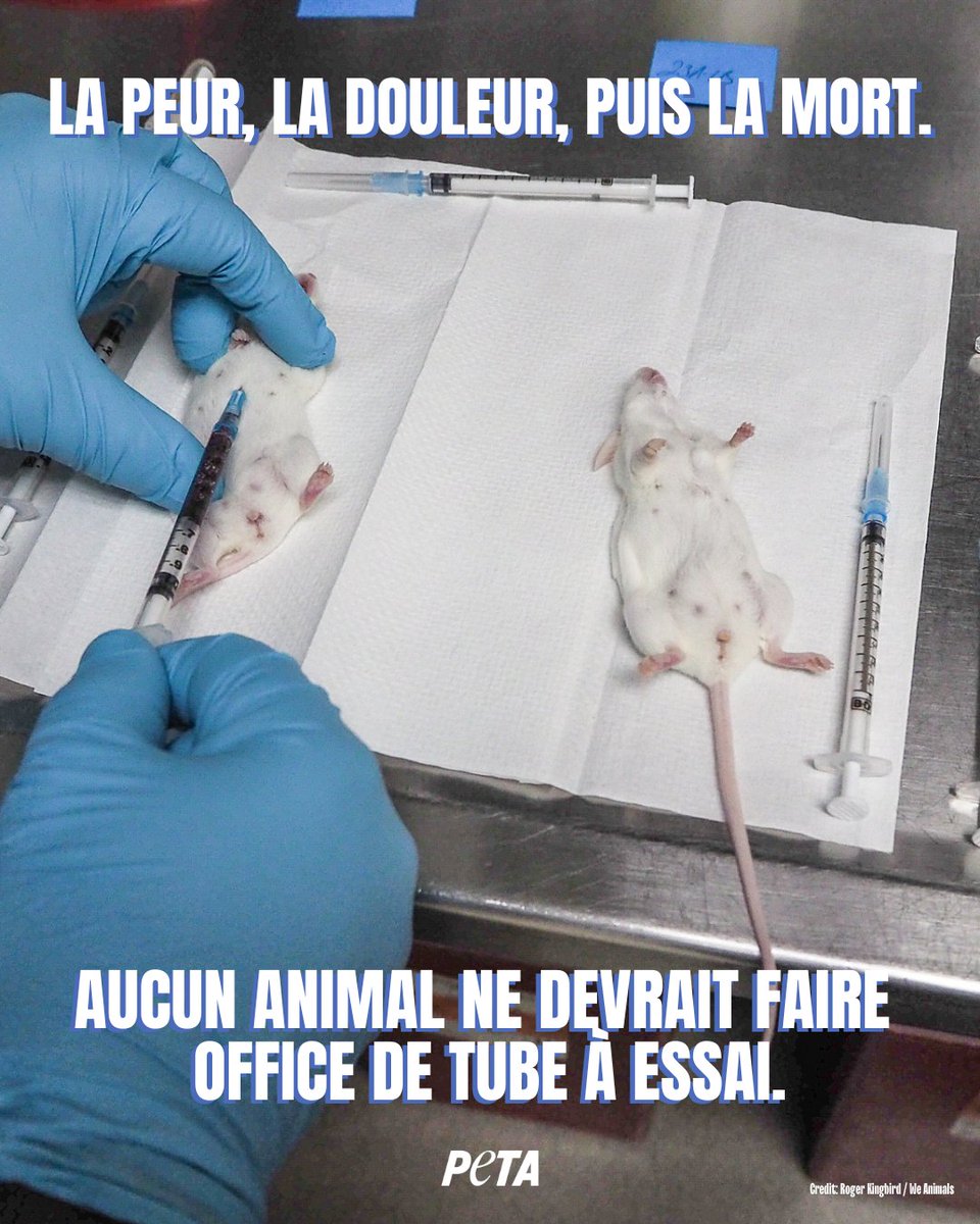 PETA_France's tweet photo. Leurs petits corps ont été utilisés, empoisonnés, puis jetés, le tout au nom de la « science ». Des millions de souris et d'autres animaux meurent ainsi chaque année dans les laboratoires français. 🐭❤️‍🩹 https://t.co/MBAoII2mDJ