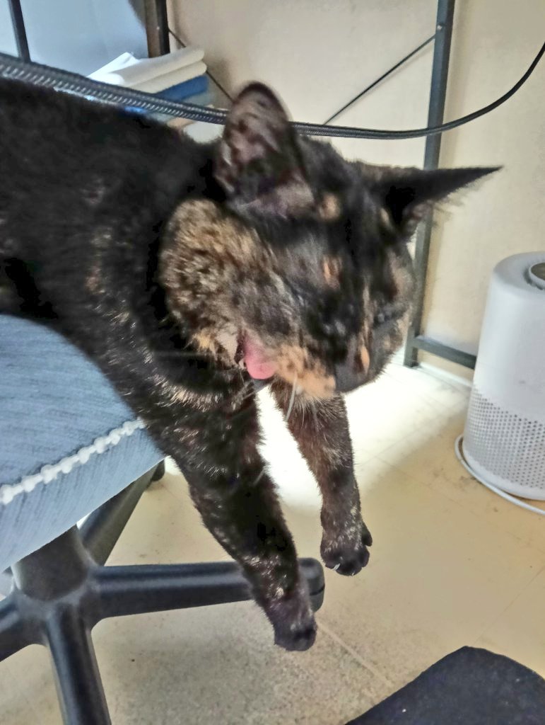 りずっと tweet media