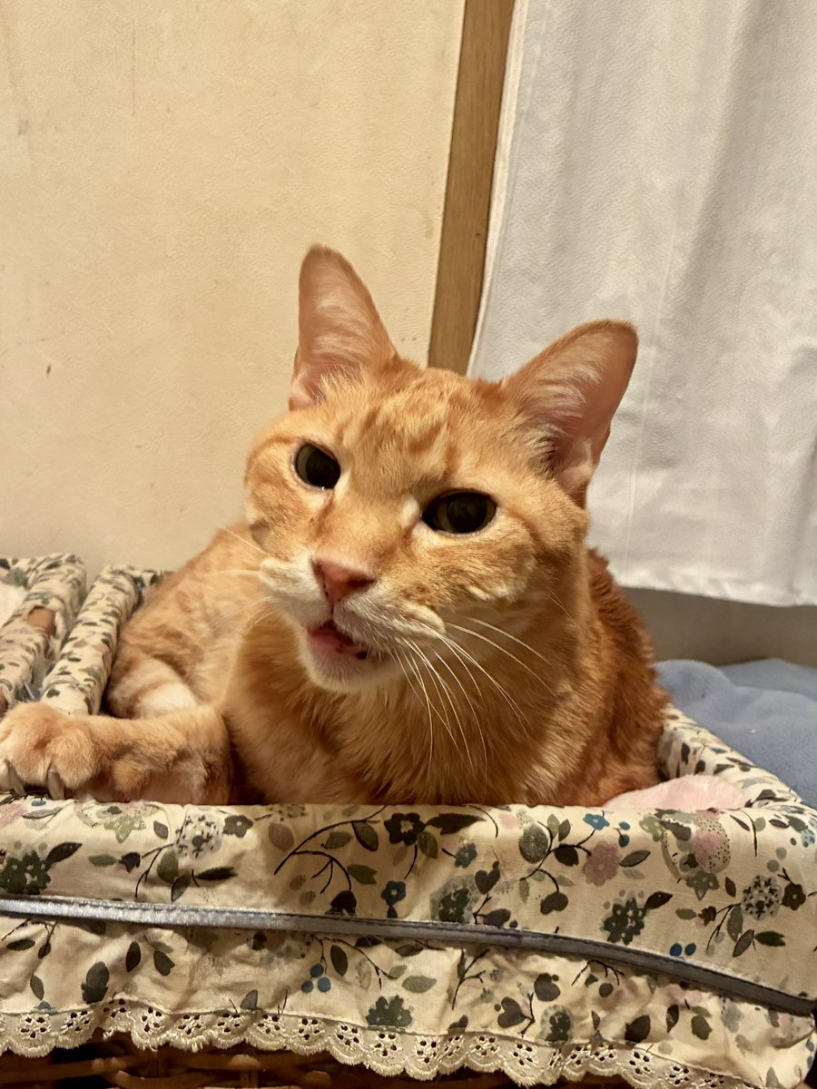 ブチャ tweet media