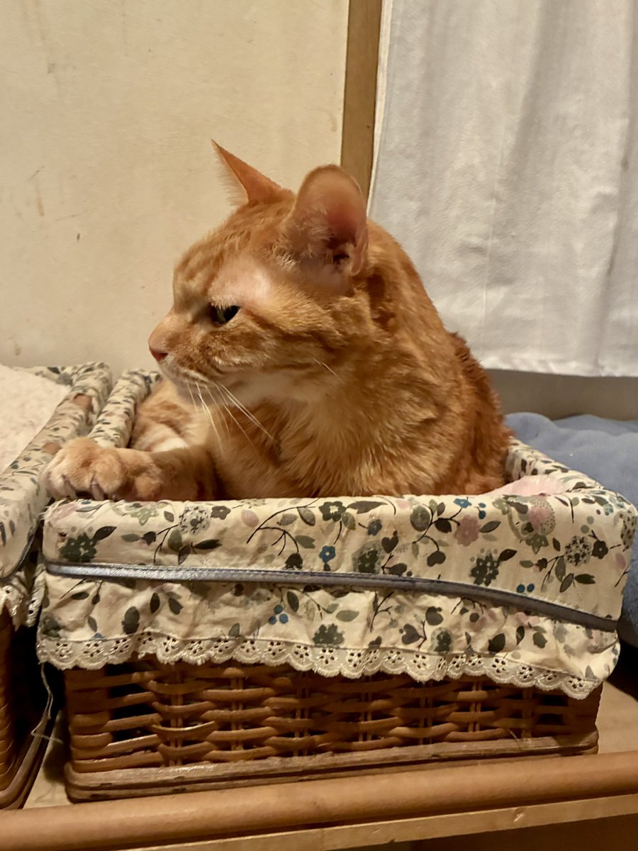 ブチャ tweet media