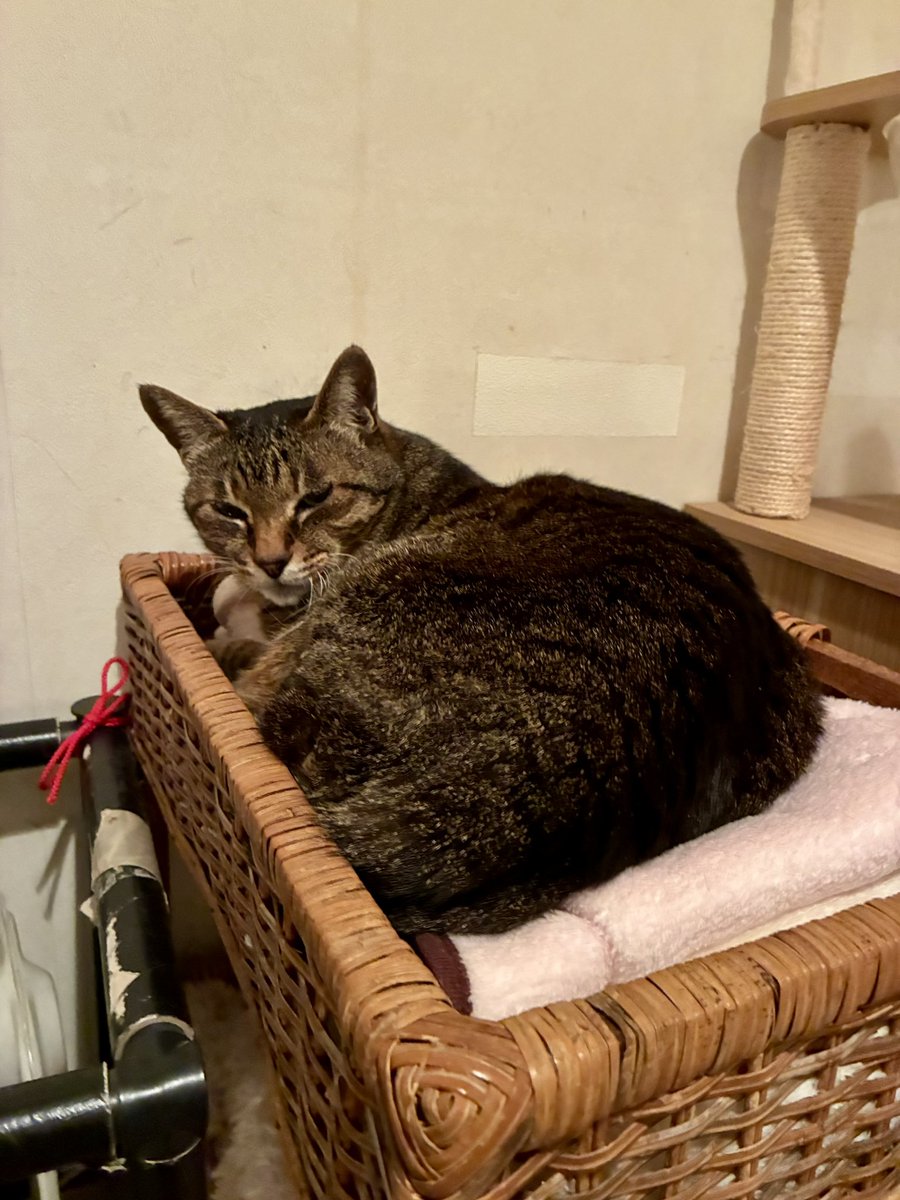 ブチャ tweet media