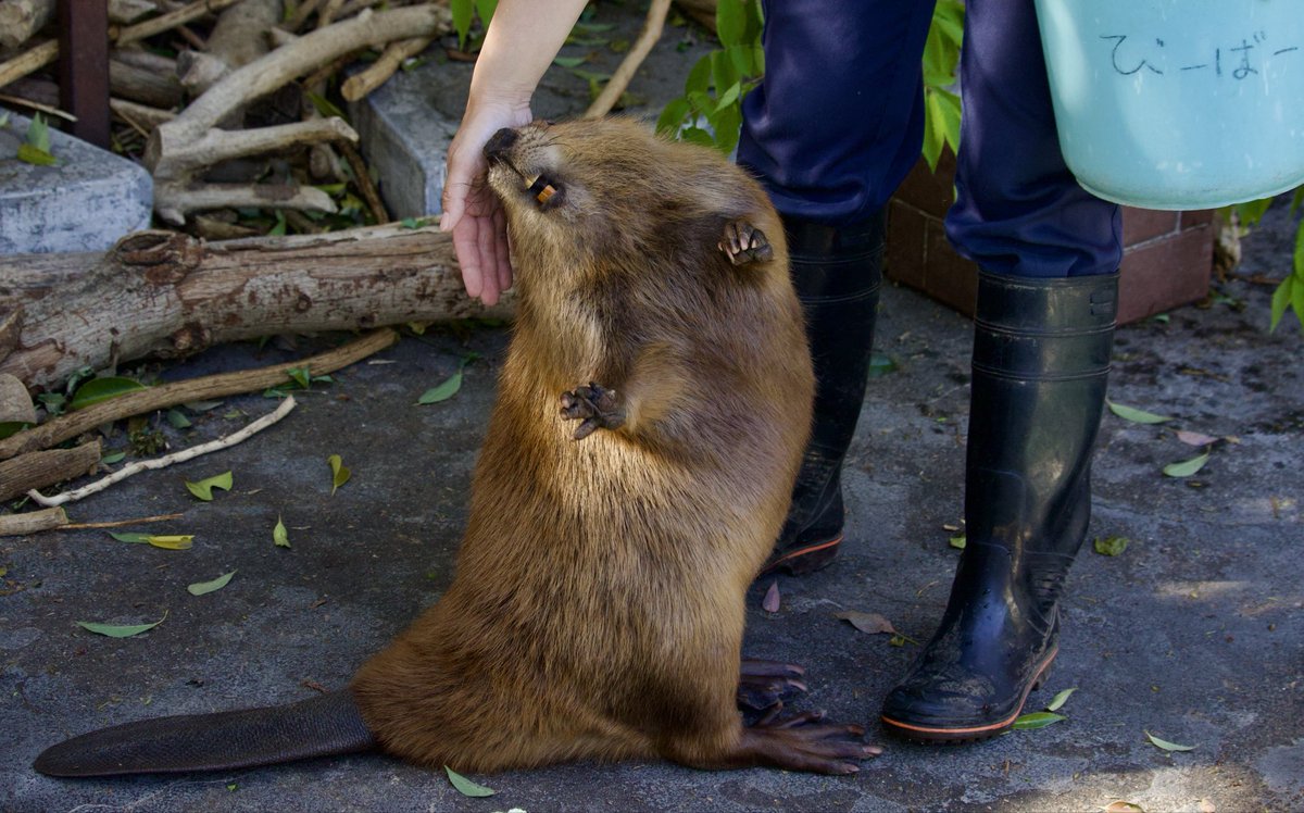 masa624's tweet image. 飼育員さんの手どこーーー🖐️💦

ぽんちゃんまだ上の歯が白い🦷
#アメリカビーバー　#beaver　#羽村市動物公園　#ヒノトントンZOO
（📷26/4/21）