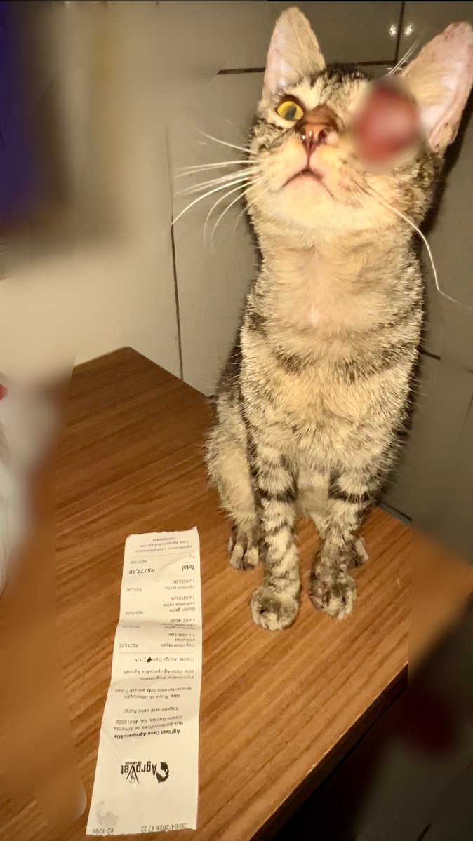 Titios, queremos agradecer de todo coração por nos ajudarem a ter o que comer.
Nossa batalha continua, ontem não foi possível comprar areia, os tapetes higiênicos e precisamos de mais ração. Também gostaríamos de conseguir dar um pouquinho de conforto aos cachorrinhos
+