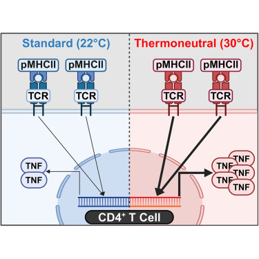 LabWaggoner's tweet photo. Great work by @kei_sawada_ in @divanovic_lab @CincyMSTP @CincyImmunology @CincyResearch 
Ambient temperature regulates CD4+ T cell tonic T cell receptor signaling and responsiveness
https://t.co/nVQW16bYJi @iScience_CP https://t.co/PDnJnj7xuf