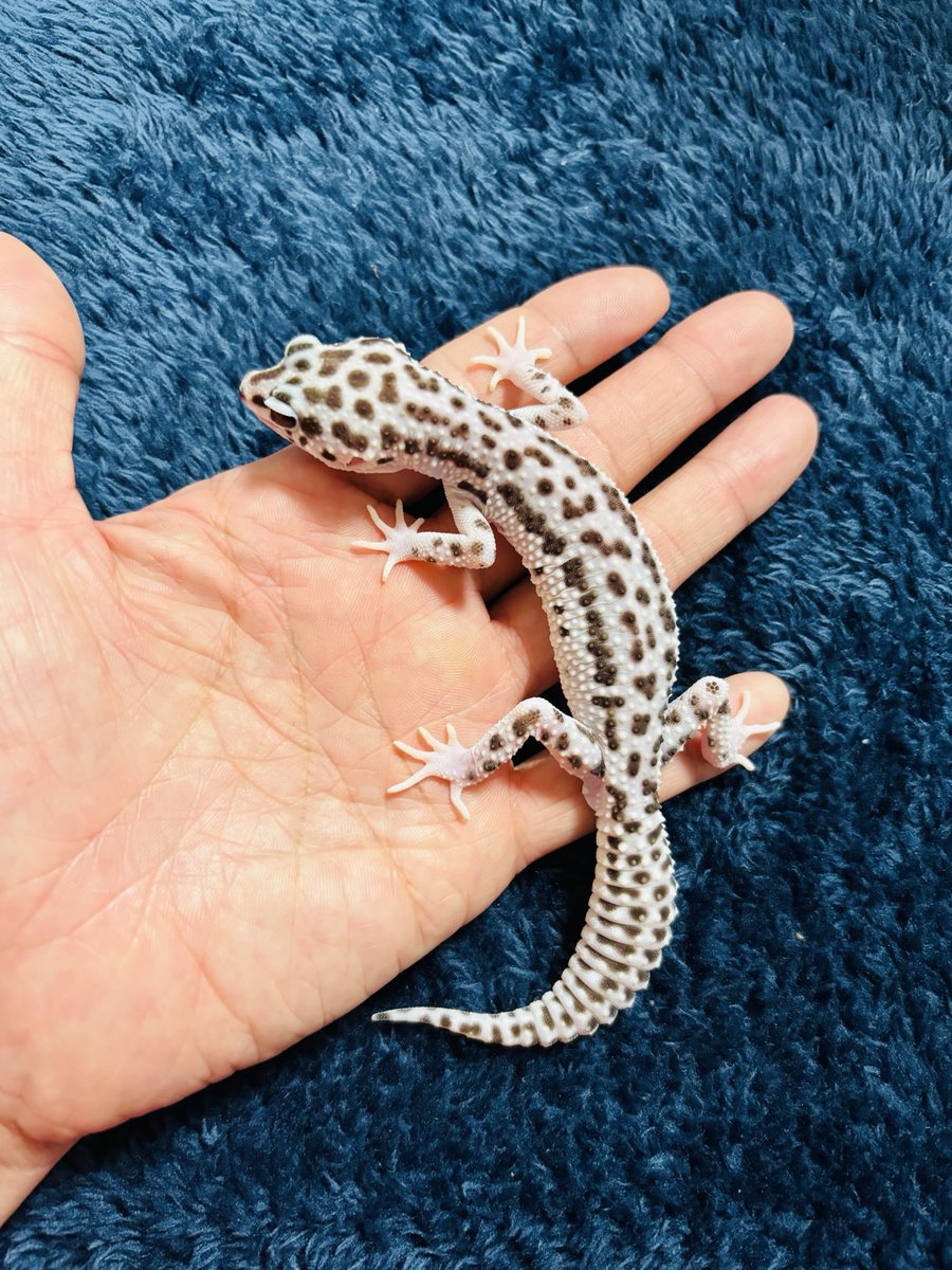 伊織(執事歌劇団) tweet media