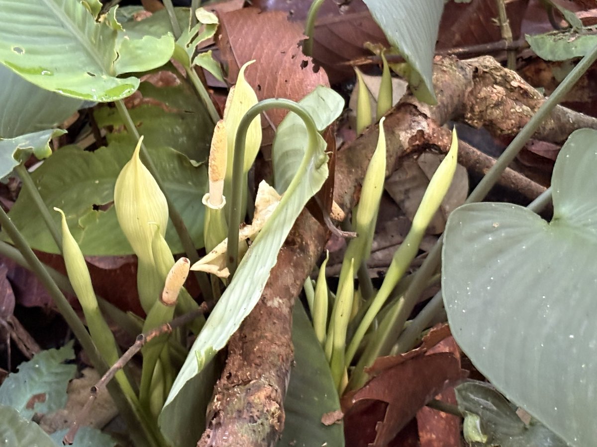 Plants Base tweet media