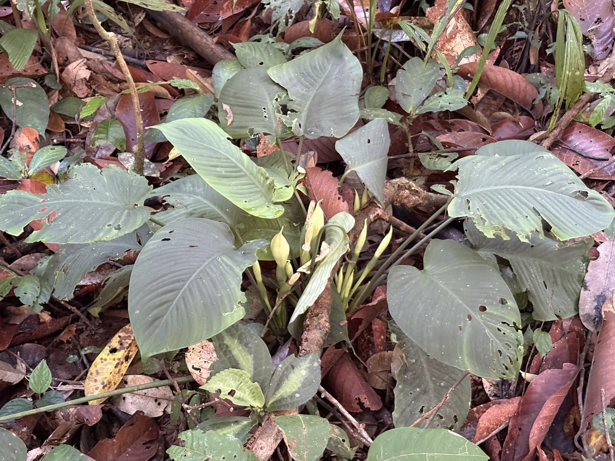 Plants Base tweet media