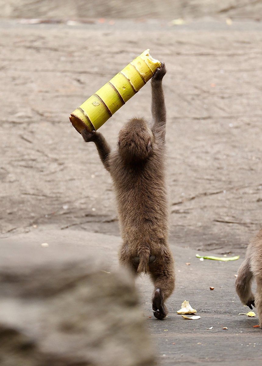 タケノコとったどーーーー‼︎🤎

2026.04.21
 #ズーラシア #ニホンザル #フィフィ