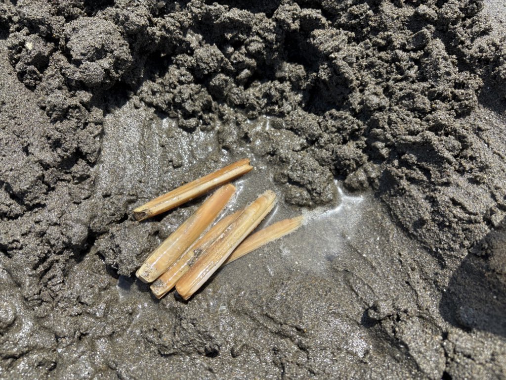 超リアル漁業ゲーム『今日船』ボドコレ仙台 tweet media