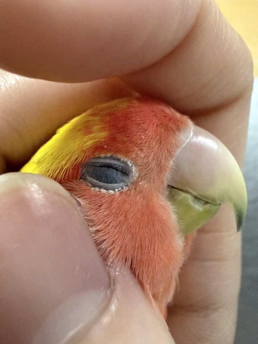 みちぽんず tweet media