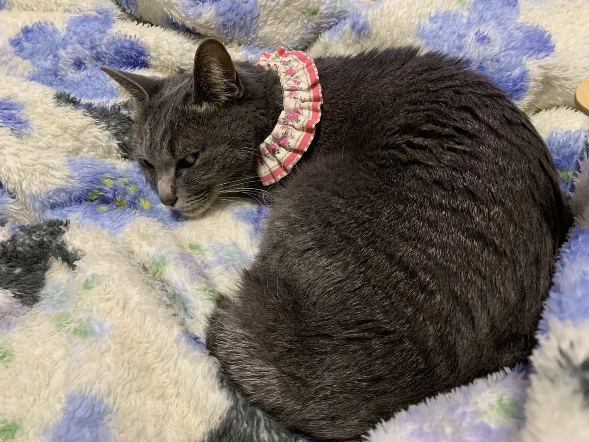 チンムギ tweet media