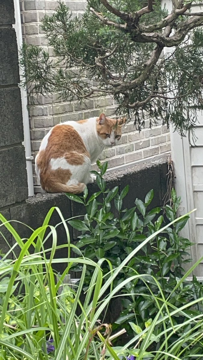 matopy(的場英也) tweet media