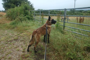 gsrescueelite's tweet image. Polly is 5yrs old and she has been with us since Aug 22. Polly's confidence has grown with the help of the #Cornwall volunteers and she can live with older kids 
#dogs #germanshepherd 
gsrelite.co.uk/polly/