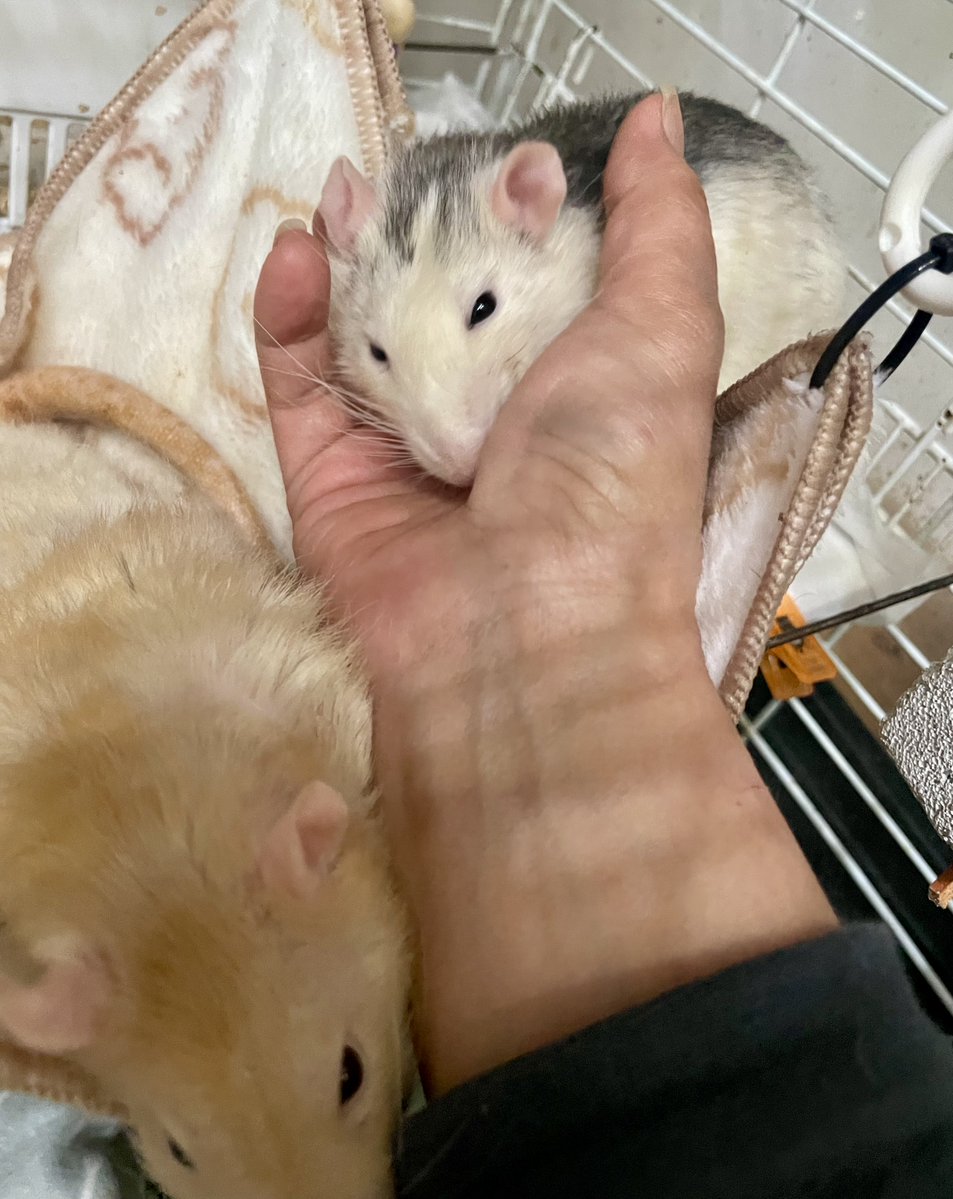 右手を毛づくろいチュウ