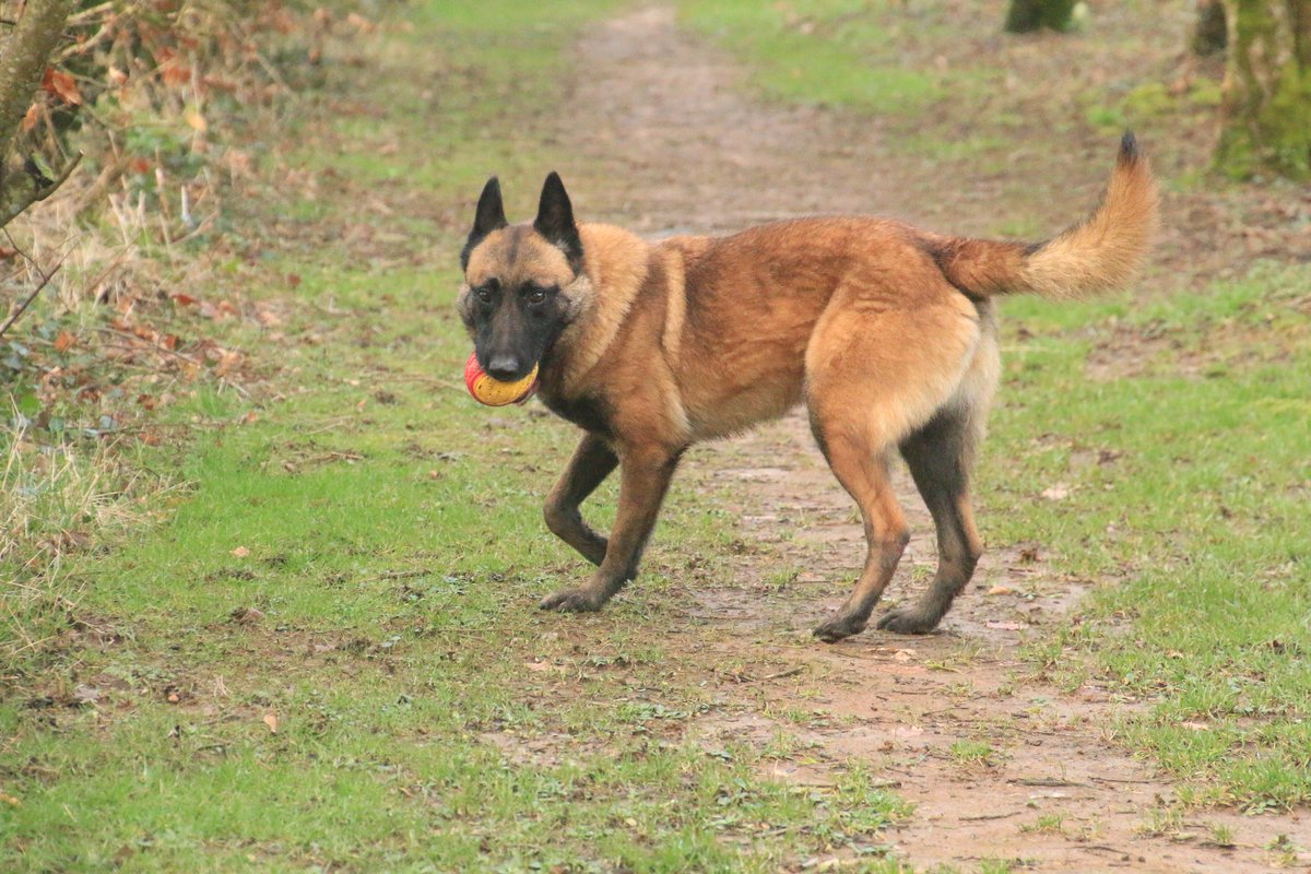 gsrescueelite's tweet image. Polly is 5yrs old and she has been with us since Aug 22. Polly's confidence has grown with the help of the #Cornwall volunteers and she can live with older kids 
#dogs #germanshepherd 
gsrelite.co.uk/polly/