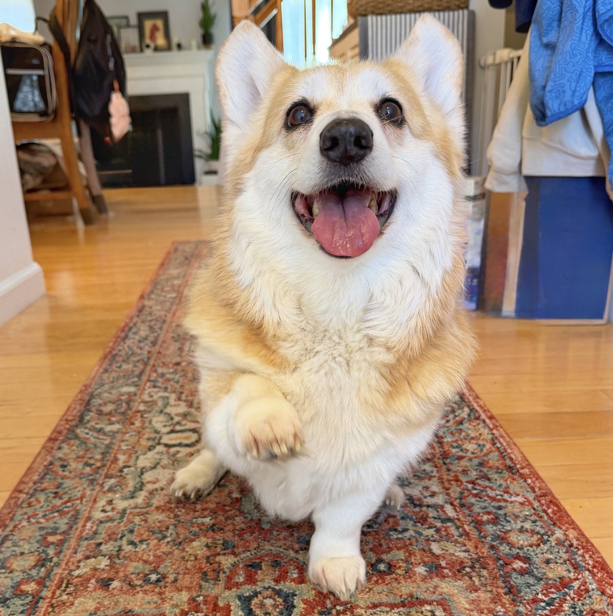 LiloTheCorgi's tweet image. Happy Tongue Out Tuesday, furriends 👅🐾 I’m raising a paw for everyone who needs a little help getting through this week. Life has been weird lately, I know. But I truly believe everything is a little better with a pup by your side. I’ve got you ✨ #corgi #corgicrew