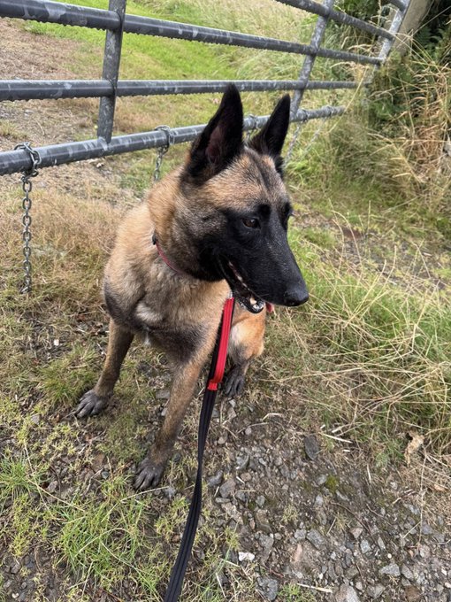 gsrescueelite's tweet image. Polly is 5yrs old and she has been with us since Aug 22. Polly's confidence has grown with the help of the #Cornwall volunteers and she can live with older kids 
#dogs #germanshepherd 
gsrelite.co.uk/polly/