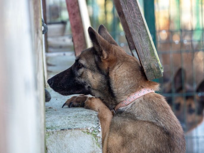 gsrescueelite's tweet image. Nika is just a year old and this girl was bought a few weeks before Christmas then promptly tied to a tree in the garden! A sweet but cautious girl Nika will need a calm and patient home please 
#dogs #germanshepherd #Cornwall 
gsrelite.co.uk/nika/
