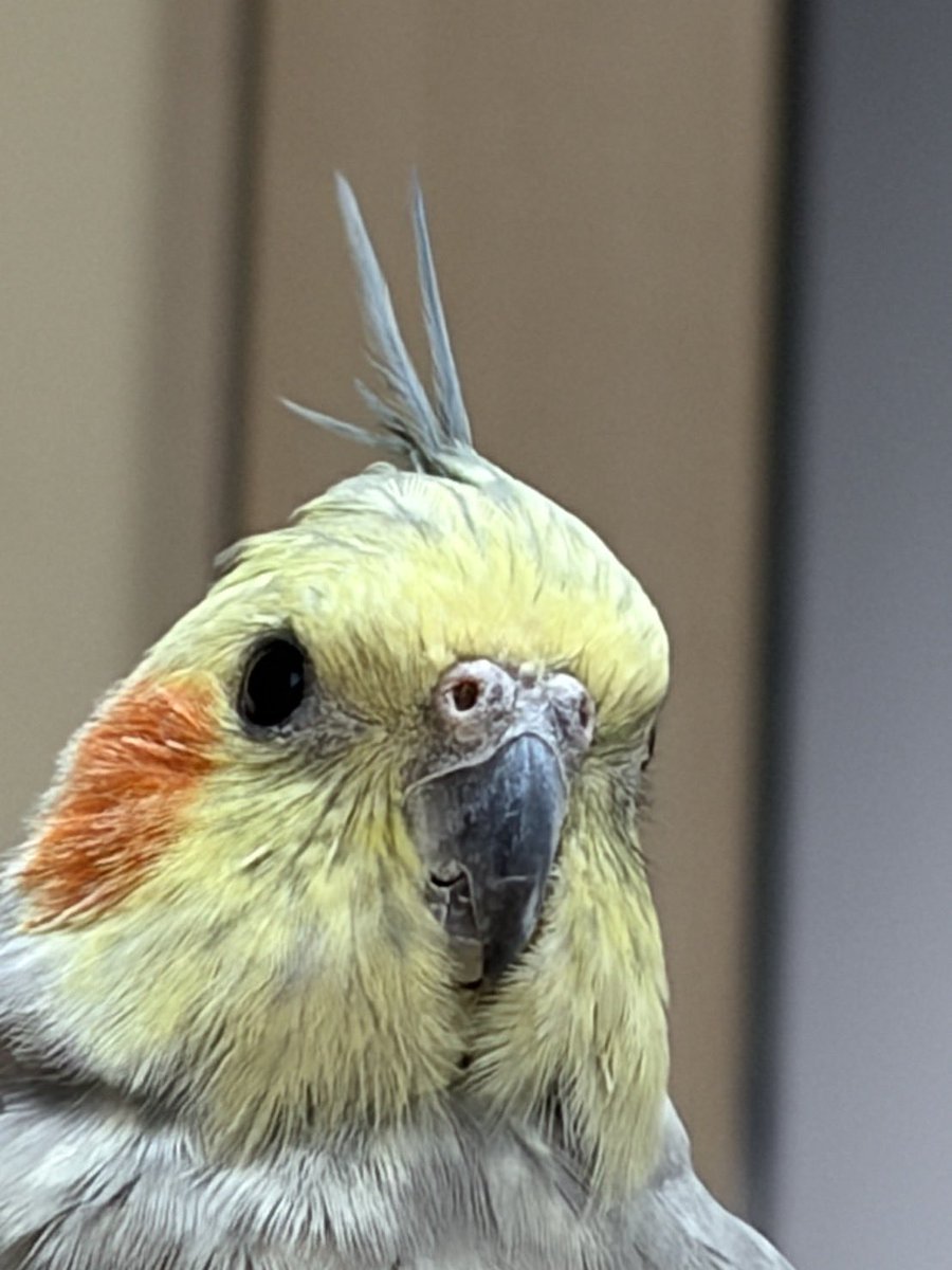 みちぽんず tweet media