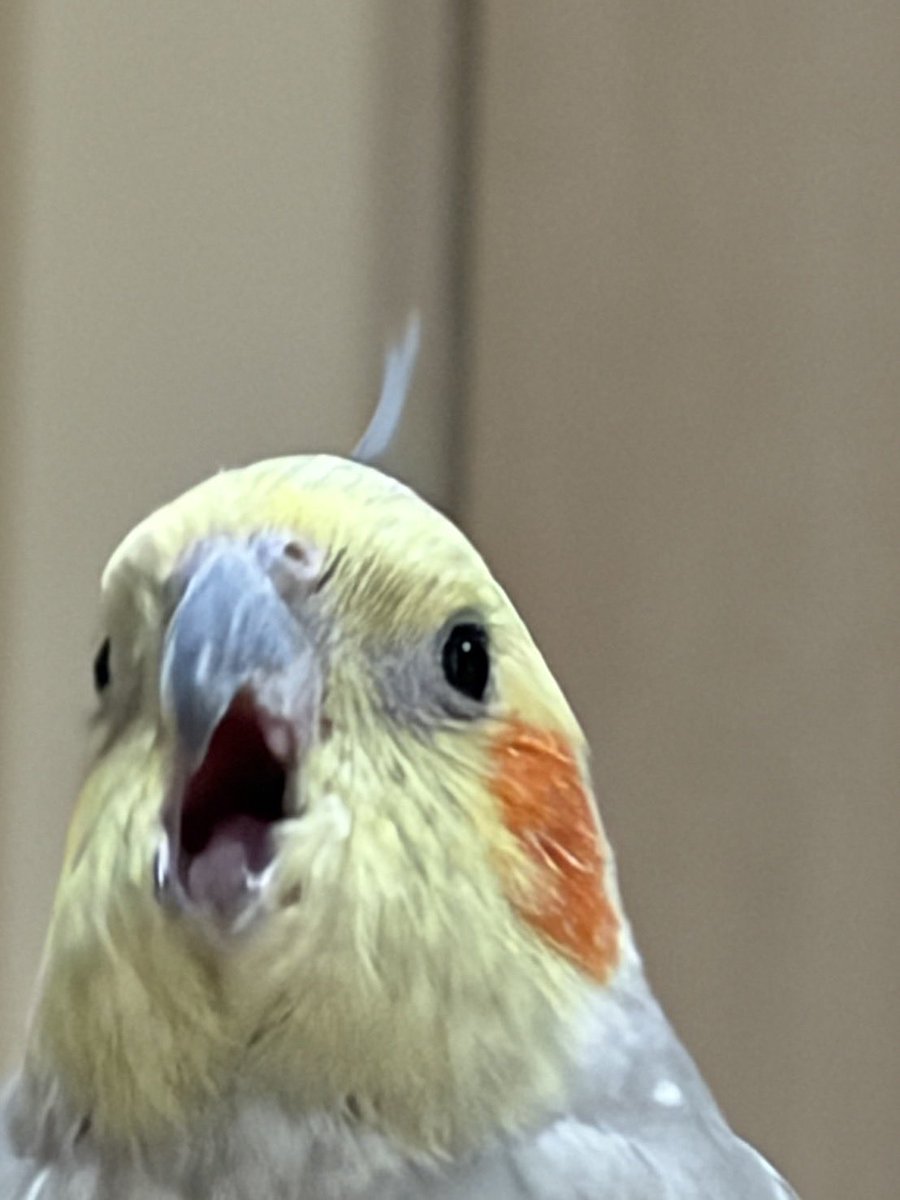 みちぽんず tweet media