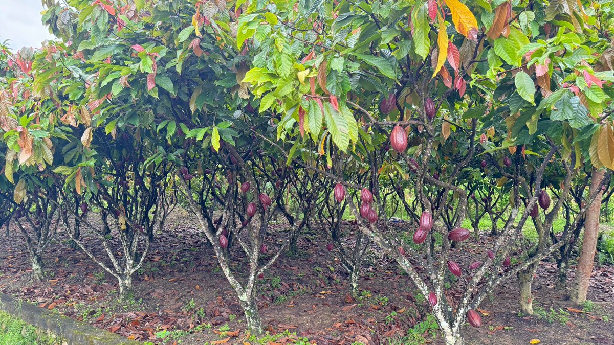 SeedWorldLATAM's tweet image. By 2050, nearly 20% of Colombia’s current cocoa-suitable land could lose the climate conditions needed for production. #Cocoa #Colombia #ClimateChange #Agriculture 

hubs.li/Q04bkSN50