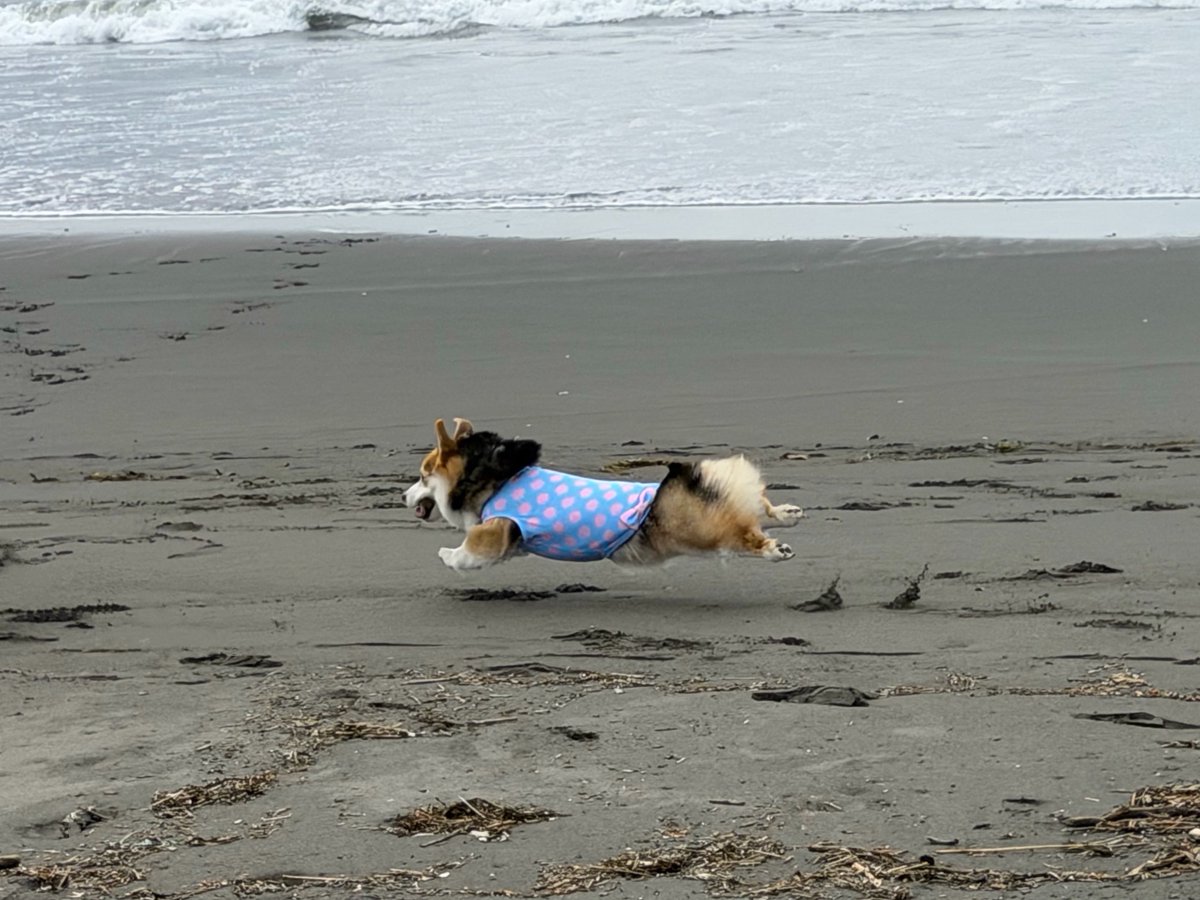 elmoelmodog tweet media