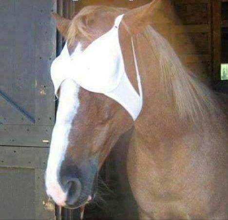 Lunar & Sunny 🐴 tweet media