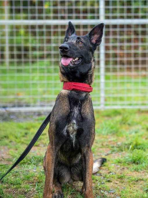 gsrescueelite's tweet image. Zena is 2yrs old and she is a fabulous girl who came to us through no fault of her own. Zena can live with older kids, other #dogs and dog savvy house cats but has had no interest at all 
#germanshepherd #Cornwall 
gsrelite.co.uk/zena-4/