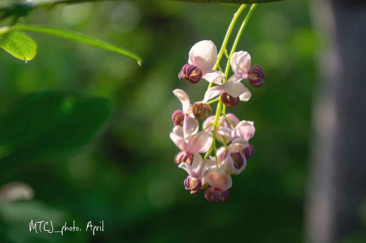 MTCJ_photo's tweet image. アケビの花があちこちに
とは言っても
とある公園内の話し

今日も
おつかれさま🥂✨

Fourplay, Chaka Khan, Nathan East - Between The Sheets
youtu.be/kL54q48y-oM?si…

#アケビの花
#smile #love #happy
#oyasuminasai 🥱✨