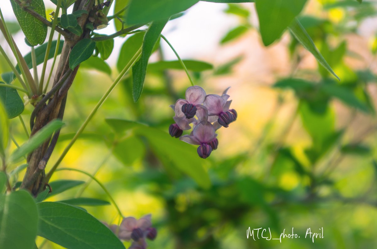 MTCJ_photo's tweet image. アケビの花があちこちに
とは言っても
とある公園内の話し

今日も
おつかれさま🥂✨

Fourplay, Chaka Khan, Nathan East - Between The Sheets
youtu.be/kL54q48y-oM?si…

#アケビの花
#smile #love #happy
#oyasuminasai 🥱✨