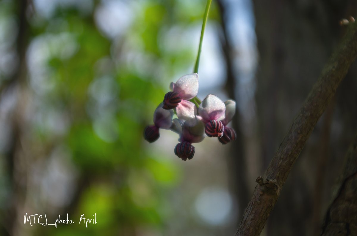 MTCJ_photo's tweet image. アケビの花があちこちに
とは言っても
とある公園内の話し

今日も
おつかれさま🥂✨

Fourplay, Chaka Khan, Nathan East - Between The Sheets
youtu.be/kL54q48y-oM?si…

#アケビの花
#smile #love #happy
#oyasuminasai 🥱✨