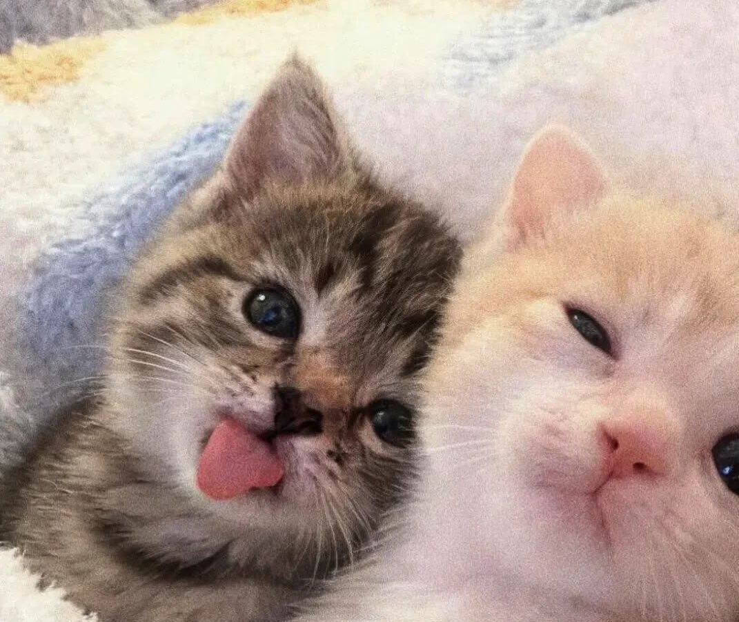 nini - MIXTAPE2ISCOMING tweet media