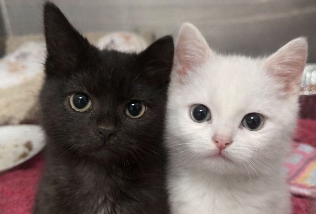 nini - MIXTAPE2ISCOMING tweet media