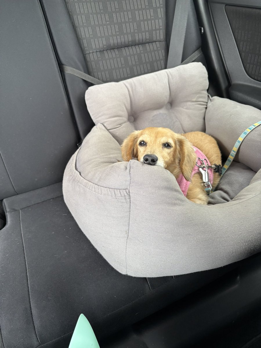 みいと3ワン🐶 tweet media