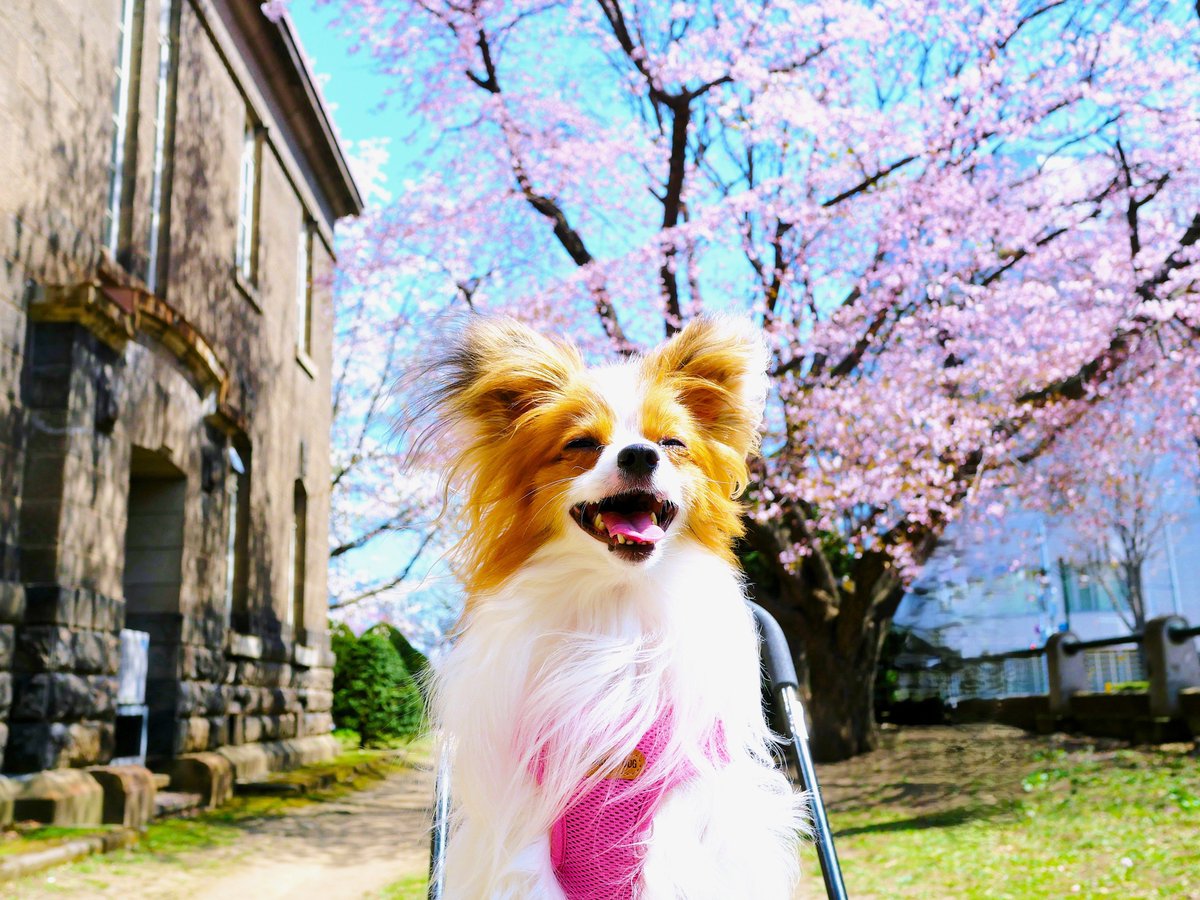 うさ＊かえもえ亭 tweet media