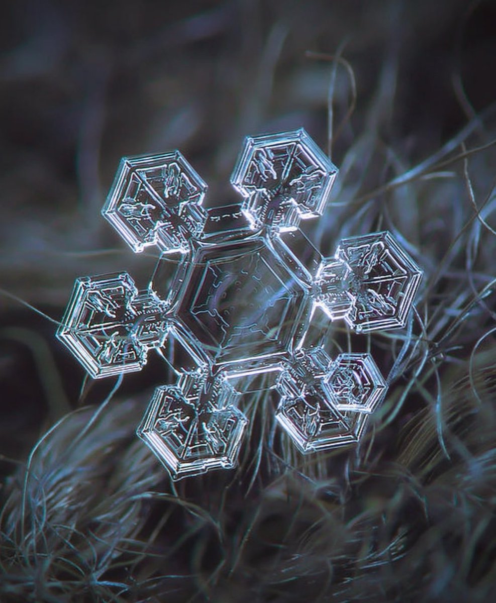 earthcurated's tweet photo. Alexey Kljatov captures snowflakes with incredible detail, turning tiny crystals into striking portraits. https://t.co/uWv0zMKr15