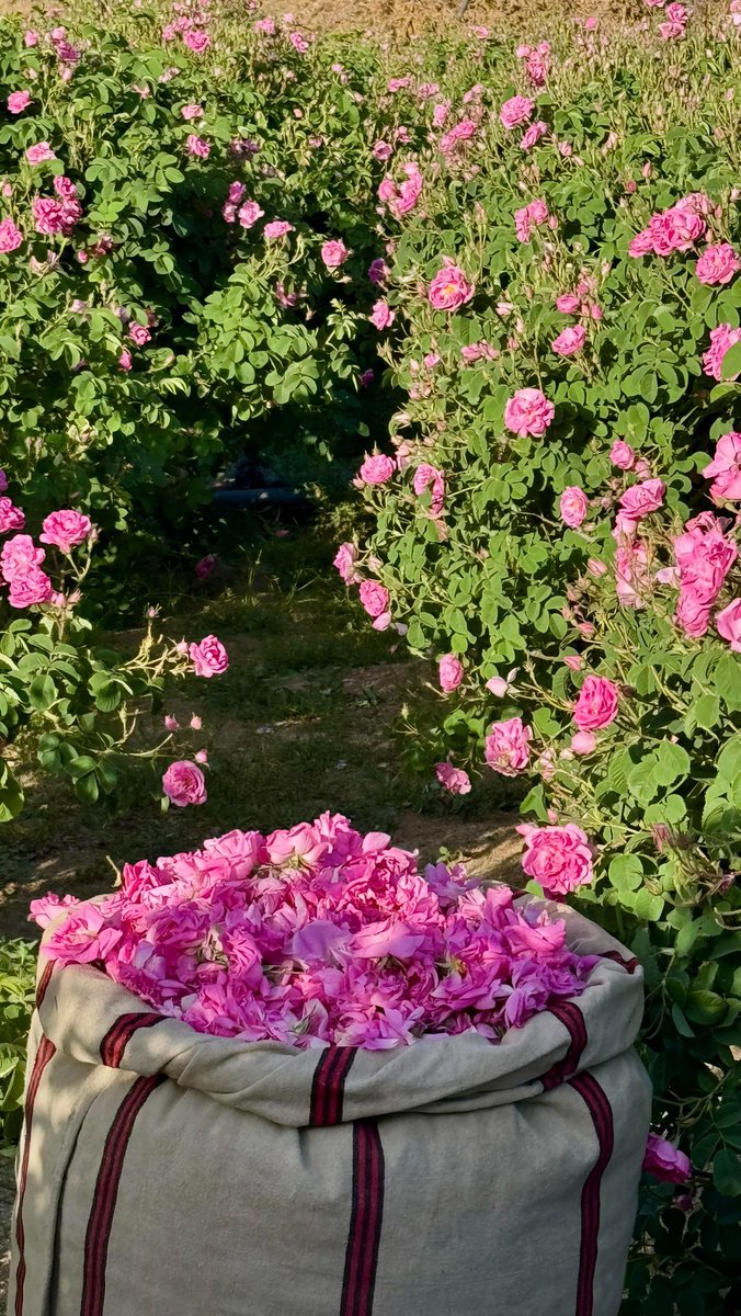 أرزة🇱🇧 tweet media