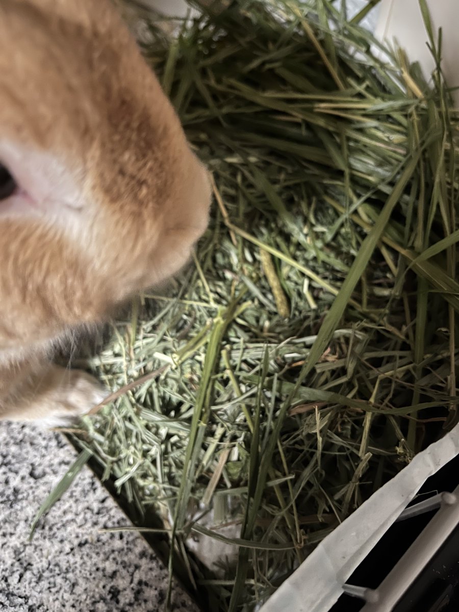 牧草の上に夜のおやつをあげると鳥の巣みたいになります🐦

🐰きわみちゃんひとつぶのこしておくのがボク流なのよ！