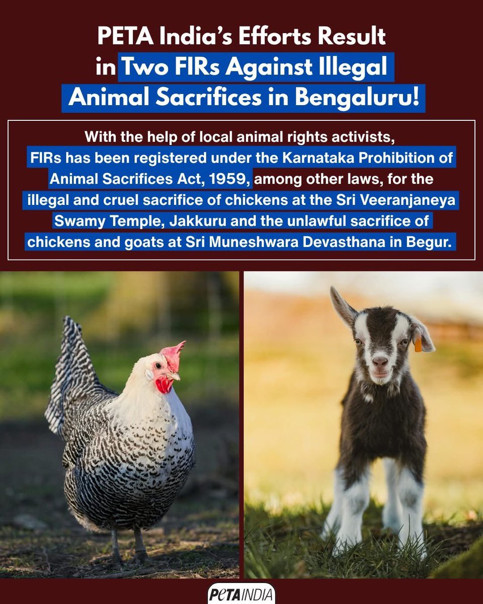 Bholenath's tweet image. M*darch*d @PetaIndia is doing so much for just two sacrifices by Hindus, but they become cowards when Muslims slaughter en masse millions of goats in one day.

#petA 

Btw I support these chutiyas' work on the elephants enslaved in south indian temples. That's good work.