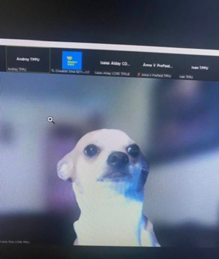 Dilo con perritos tweet media