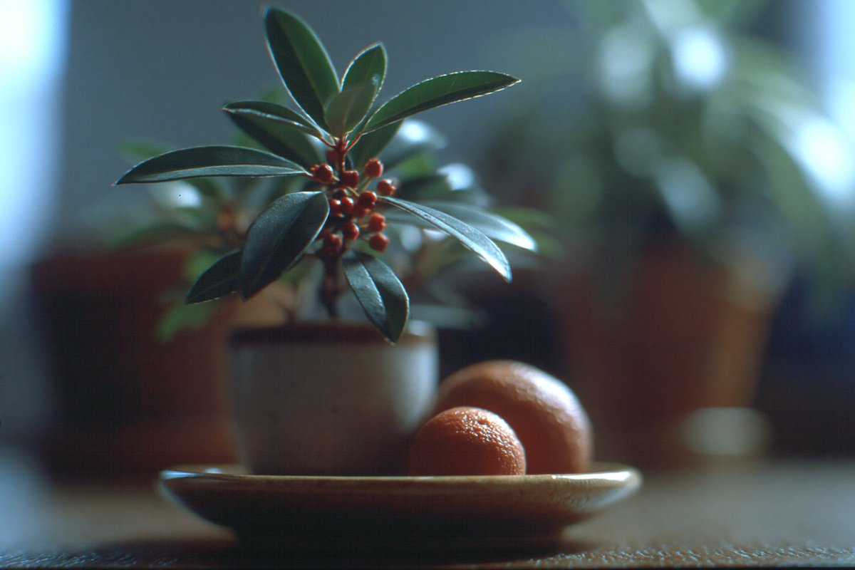 Shivang Singh tweet media