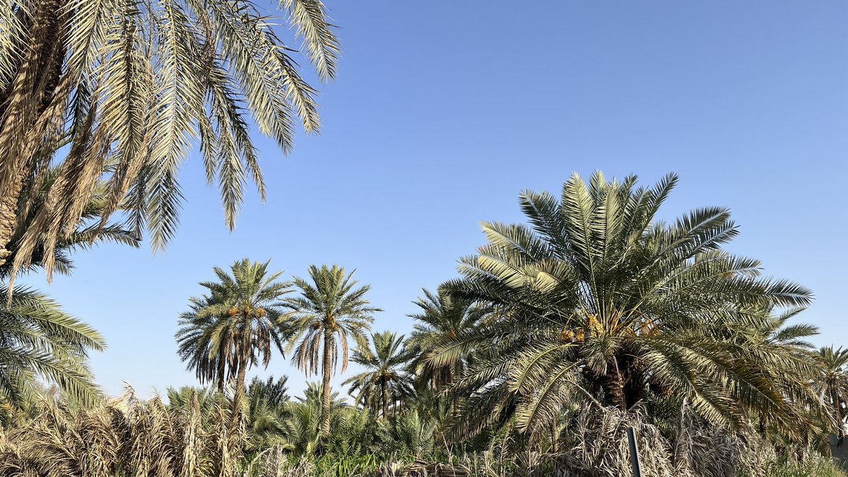 AlQassim Pinterest tweet media