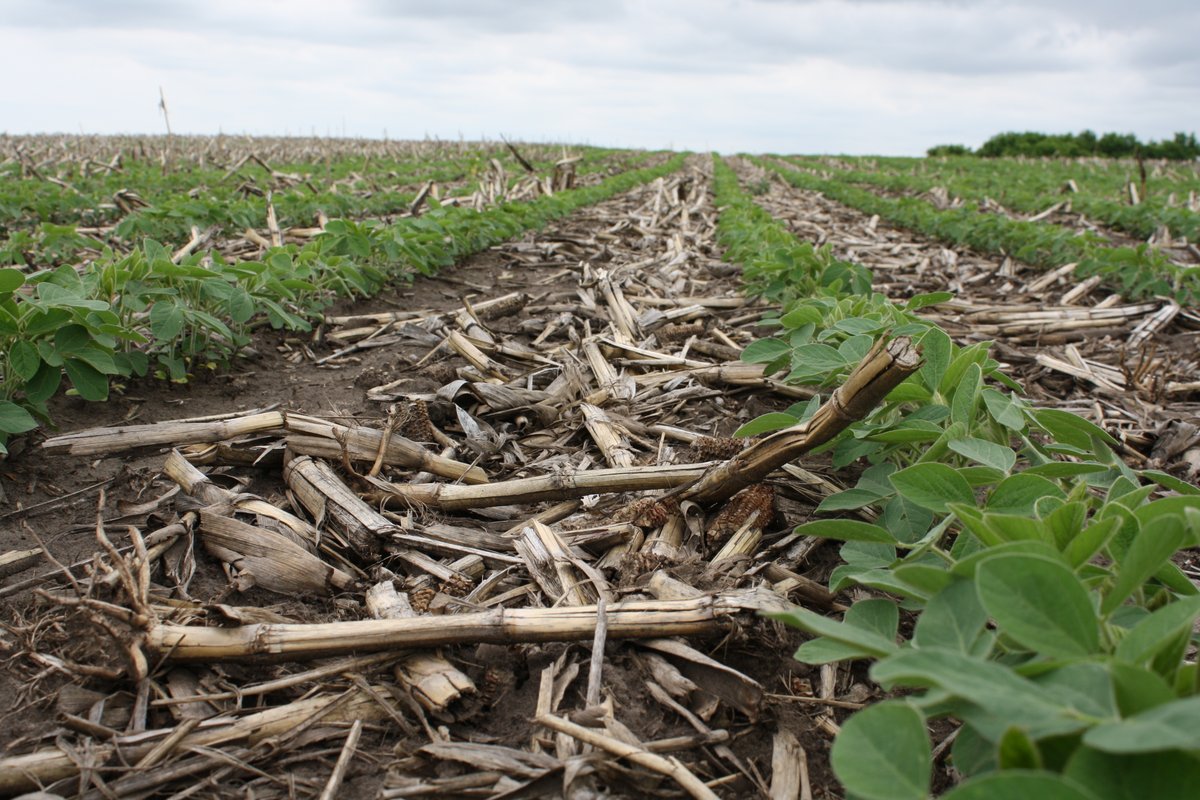 soilwarrior's tweet image. Stop tossing fertilizer to the wind.  Learn how #StripTill precision helps you beat rising input costs by putting nutrients exactly where they belong. #SoilWarrior #SoilHealth
na2.hubs.ly/H04M1mp0