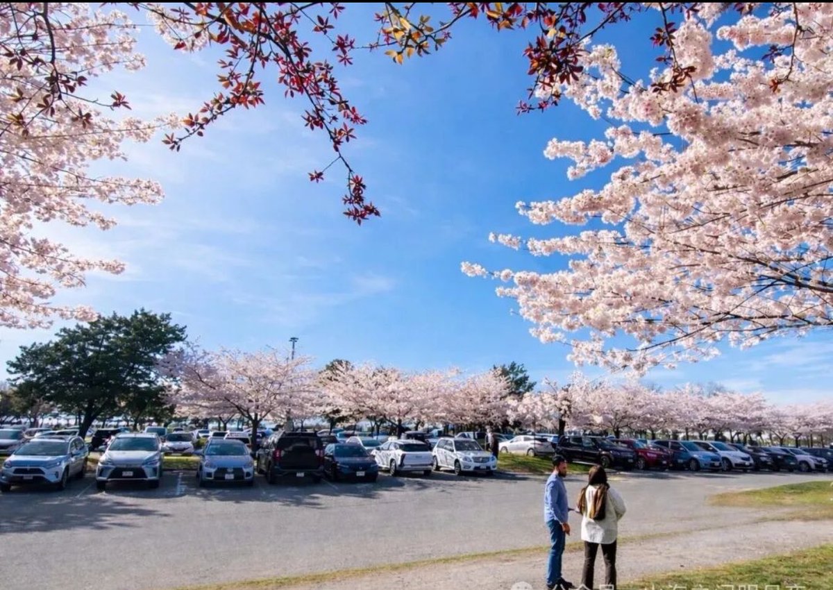 私厨奶爸 tweet media