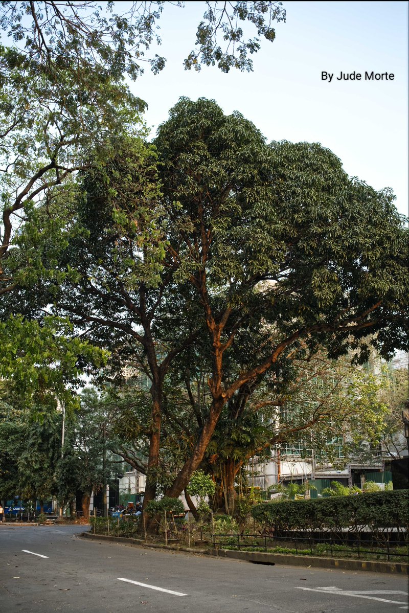 MorteJude's tweet image. Just a quick, 4/21/26 late #afternoon , #SOOC snap of some #trees + some #greens at #QuezonCityHall , Quezon City, #Philippines 🇵🇭 
Enjoy, Mr. D 🟩🌳

#GoldenHour #fujifilmxm5 #dusk #urban #StraightOutOfTheCamera
