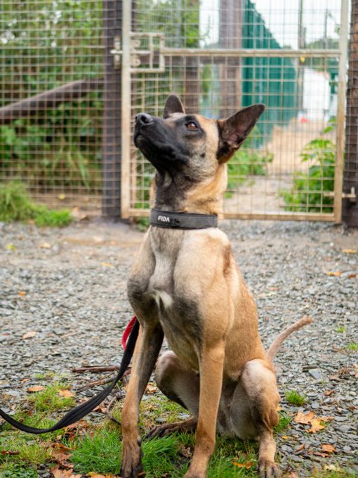 gsrescueelite's tweet image. Pearl is 2yrs old and she is a clever girl who loves to please her handler. Pearl can live with older kids and is working on her doggy social skills but she can be protective of her people 
#dogs #germanshepherd #Cornwall 
gsrelite.co.uk/pearl-3/