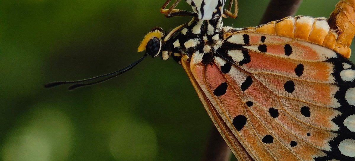 Icarus tweet media
